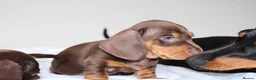 Miniature Dachshund dogs for sale: Miniature Dachshund puppies  - Advert 22
