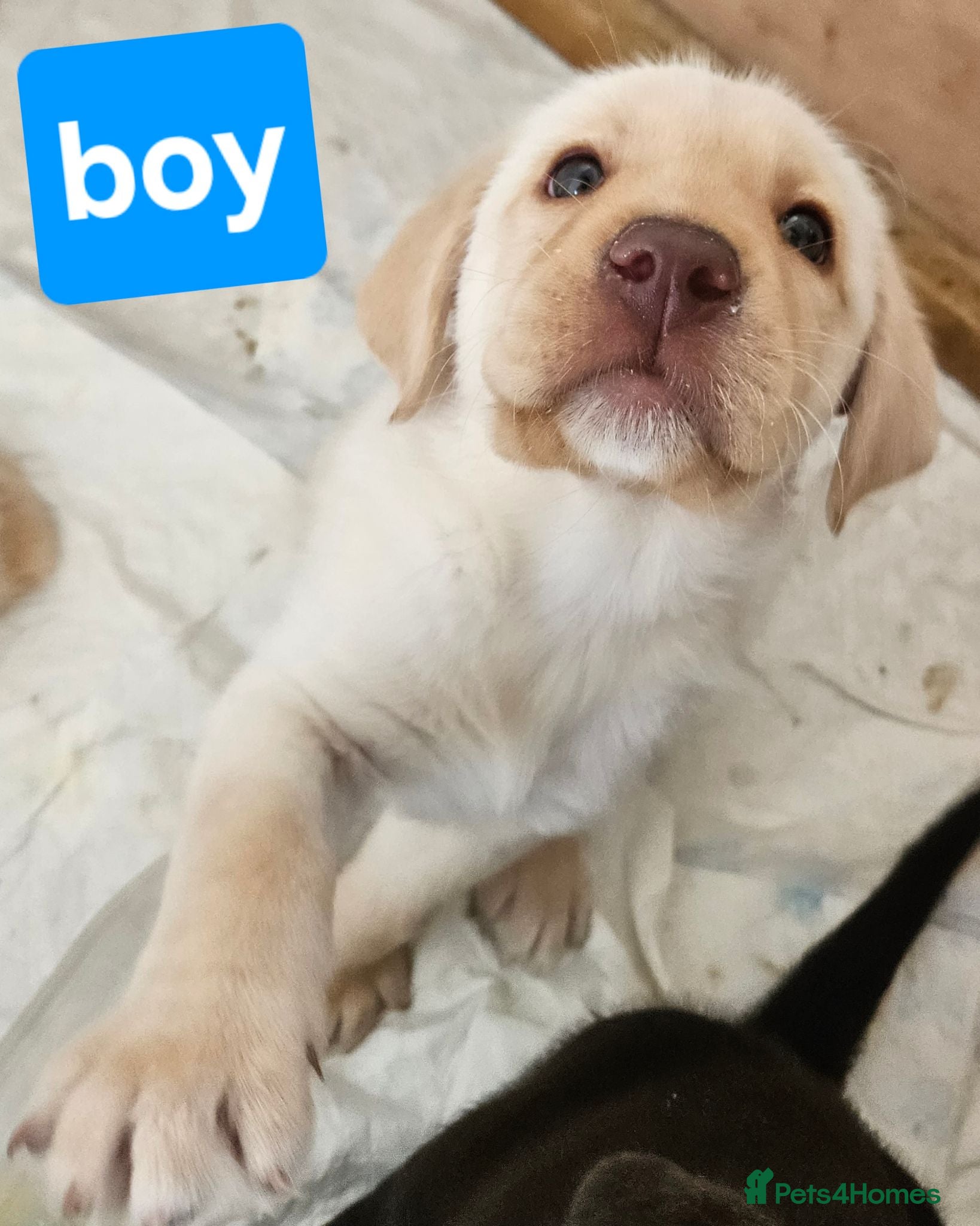 Labrador Retriever dogs Gorgeous chunky labrador puppies  - Advert 15