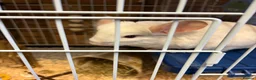 Chinchilla rodents for sale: white male chinchilla with cage - Advert 4