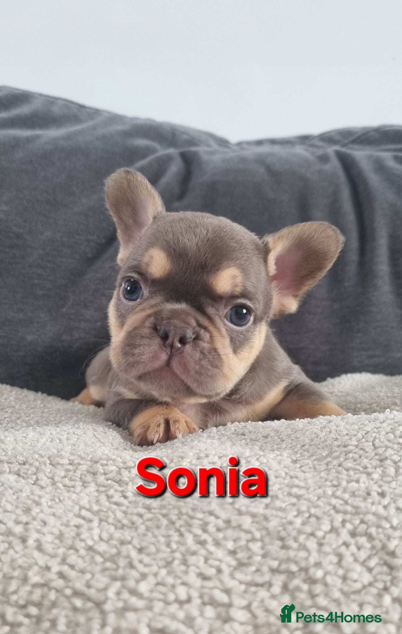French Bulldog dogs Chocolate French Bulldog puppies - Advert 1