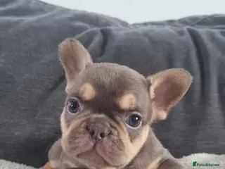 French Bulldog dogs Chocolate French Bulldog puppies - Advert 1