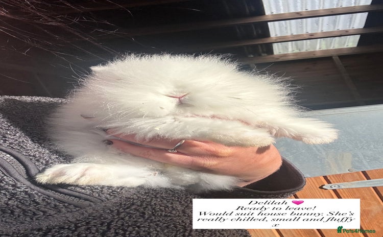 Lionhead rabbits Double Maned Lionhead Rabbits  - Advert 14