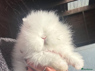 Lionhead rabbits Double Maned Lionhead Rabbits - Advert 14