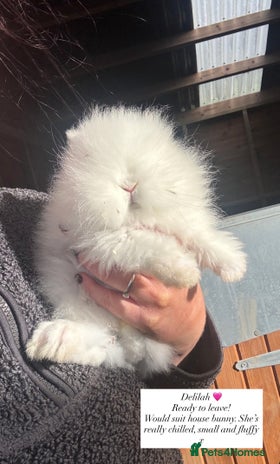 Lionhead rabbits Double Maned Lionhead Rabbits - Advert 14