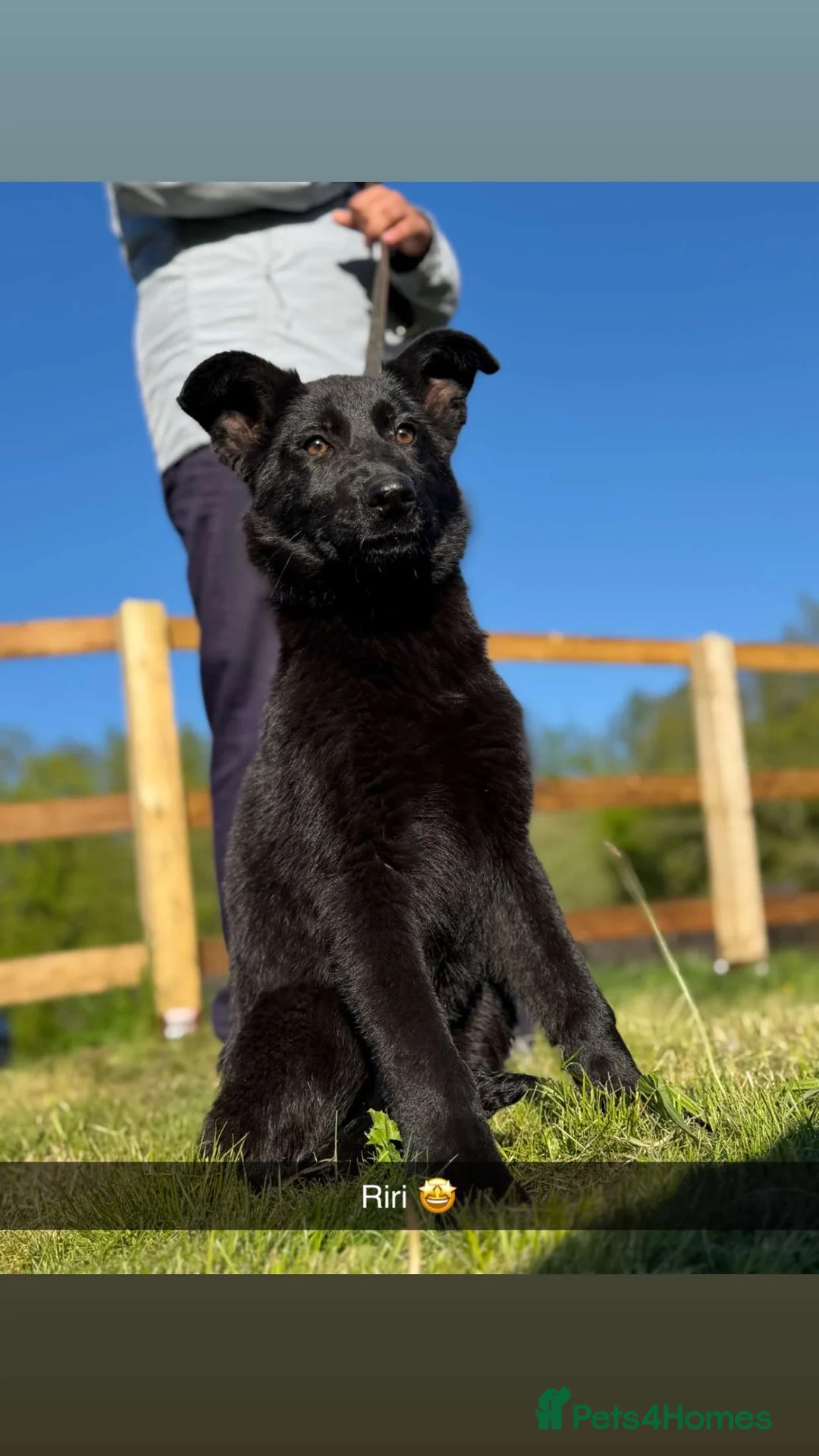 German Shepherd dogs for sale: Elite DDR / Czech Working Line GSD Pups - Advert 2