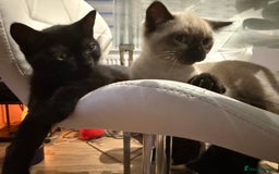 British Shorthair cats for sale: Full BSH kittens 13 weeks GCCF Parents. One gone!  - Image 23