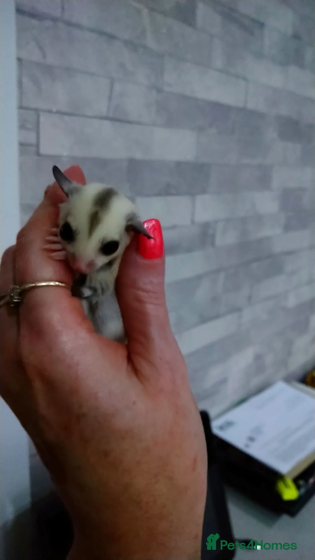 Sugar Glider rodents for sale: Stunning baby sugar gliders  - Advert 2