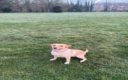 Labrador Retriever dogs for stud: she 3 years old  - Image 2