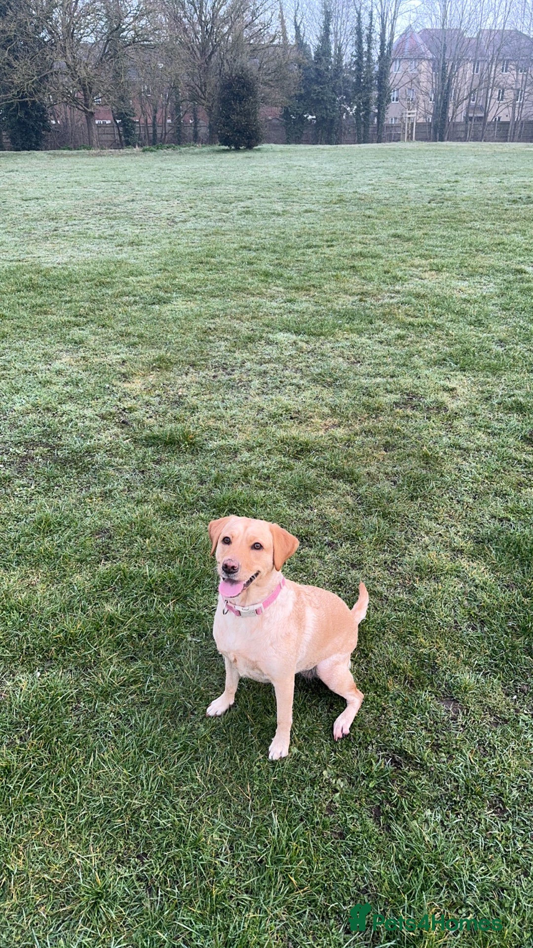 Labrador Retriever dogs for stud: she 3 years old  - Image 2