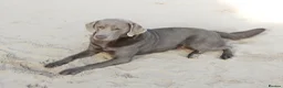 Labrador Retriever dogs for sale: Quality Health Tested Labrador Puppies - Advert 18