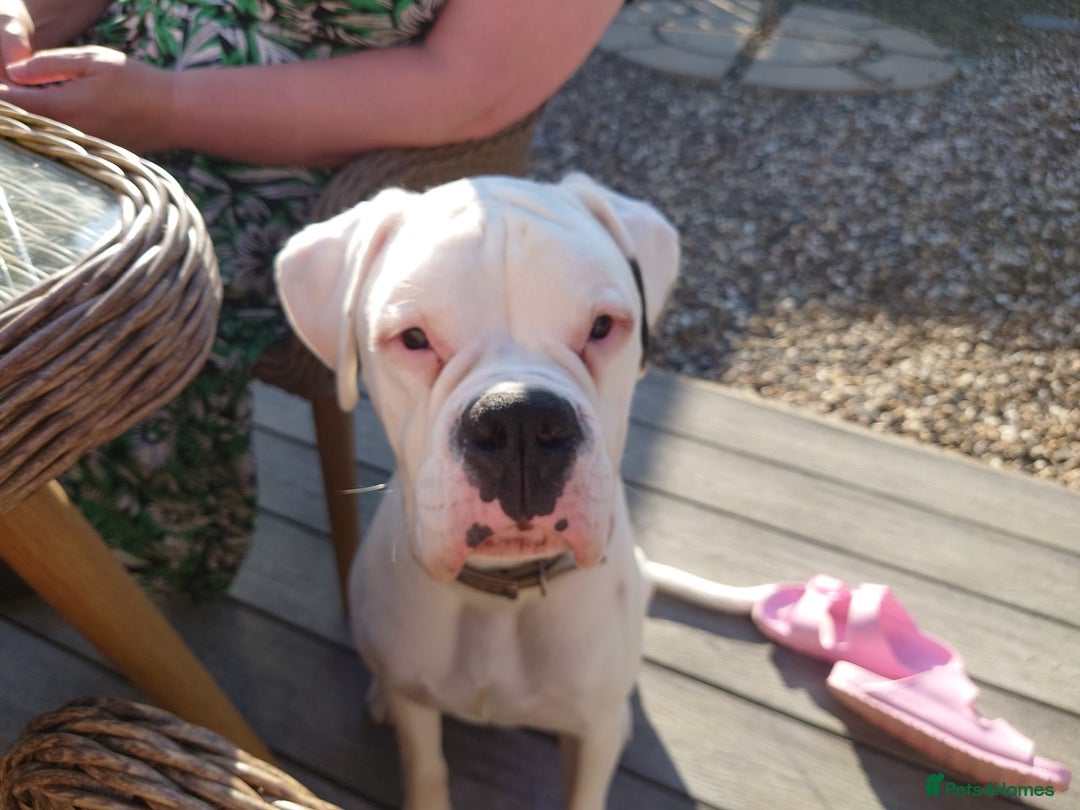 Boxer dogs for sale: White male boxer 1 year old  - Image 3