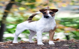 Fox Terrier dogs for sale: Quality smooth fox terrier puppies in Chesterfield - Image 8
