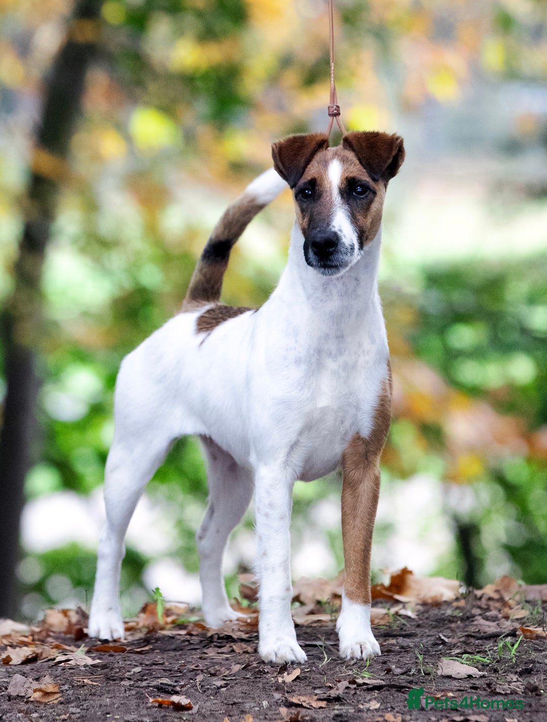 Fox Terrier dogs for sale: Quality smooth fox terrier puppies in Chesterfield - Image 8