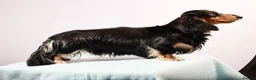 Miniature Dachshund dogs for stud: Longhaired Mini Dachshund Black&Cream Stud  - Advert 6