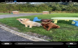 Mixed Breed dogs for sale: 8 Beautiful pups looking their forever home🥰 - Image 4