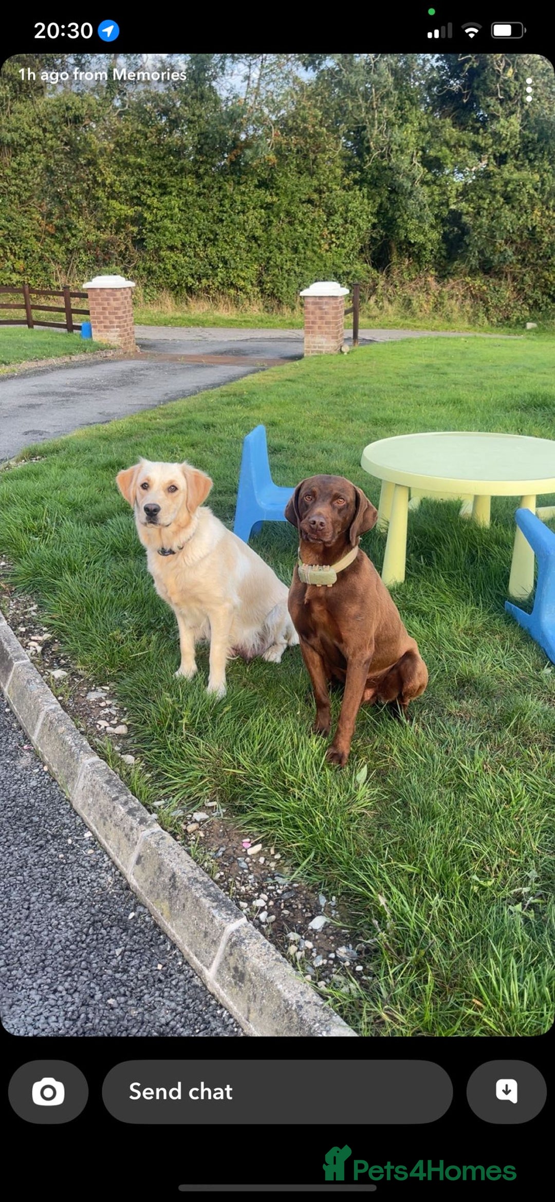 Mixed Breed dogs for sale: 8 Beautiful pups looking their forever home🥰 - Image 4