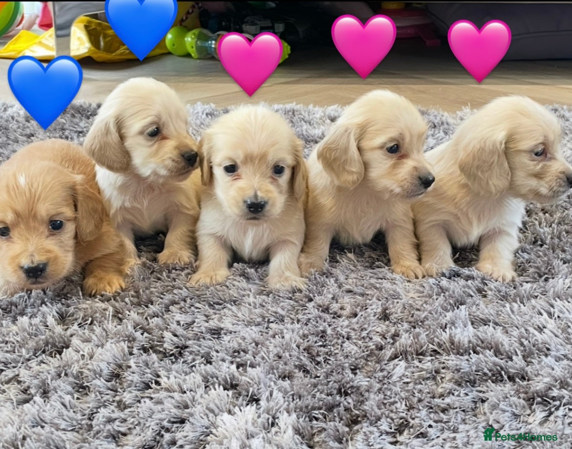 Miniature Dachshund dogs English cream miniature long-haired dachshunds - Advert 18