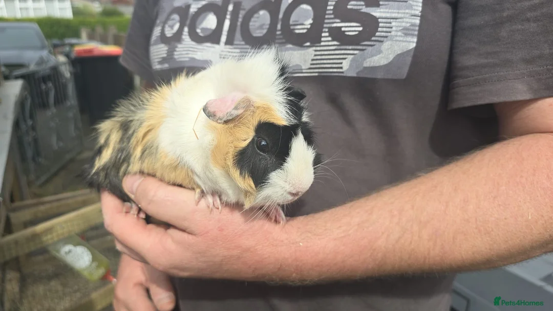 Guinea Pig rodents for sale: Young male Guinea pigs - Advert 3