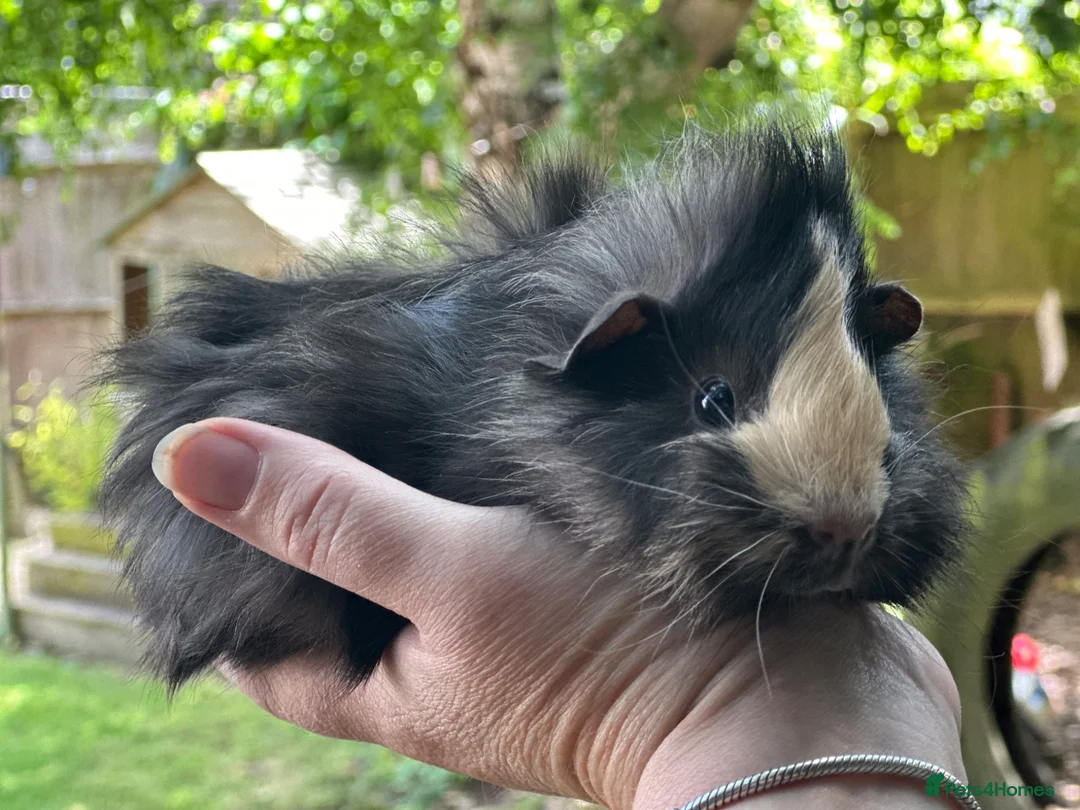 Guinea Pig rodents for sale: Girls - Advert 2