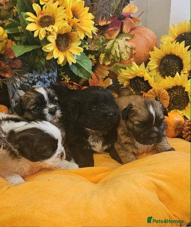 Mixed Breed dogs - Advert 7