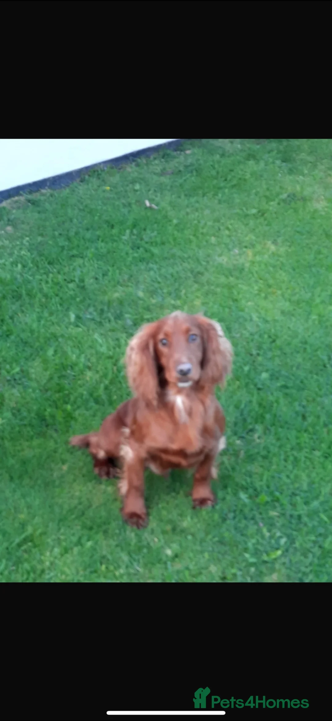 Cocker Spaniel dogs for sale: KC cocker spaniel puppies  - Advert 2
