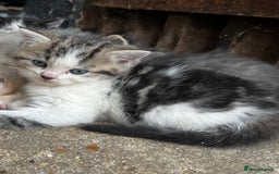 Persian cats for sale: Persian cross kittens  - Image 1