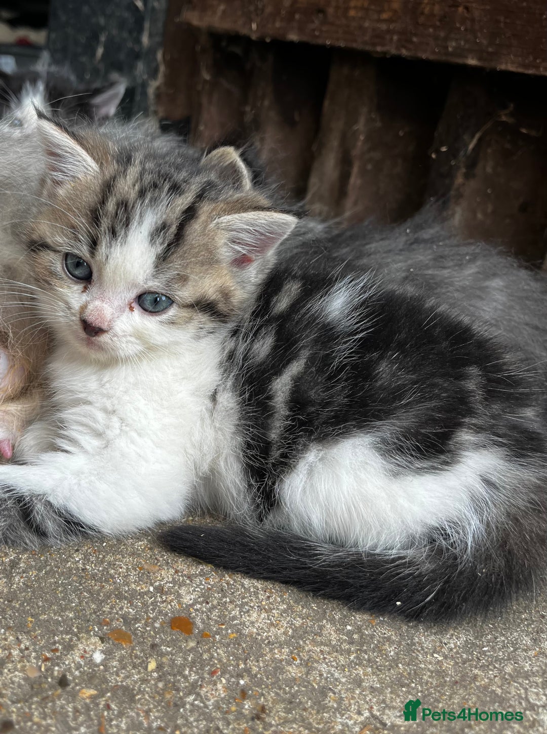 Persian cats for sale: Persian cross kittens  - Image 1