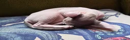 Sphynx cats for sale: Odd eyed pedigree sphynx kitten  Health Guarantee  - Advert 33