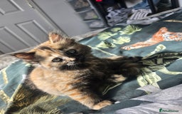 Ragdoll cats for sale: Ragdoll cross kittens - Image 4