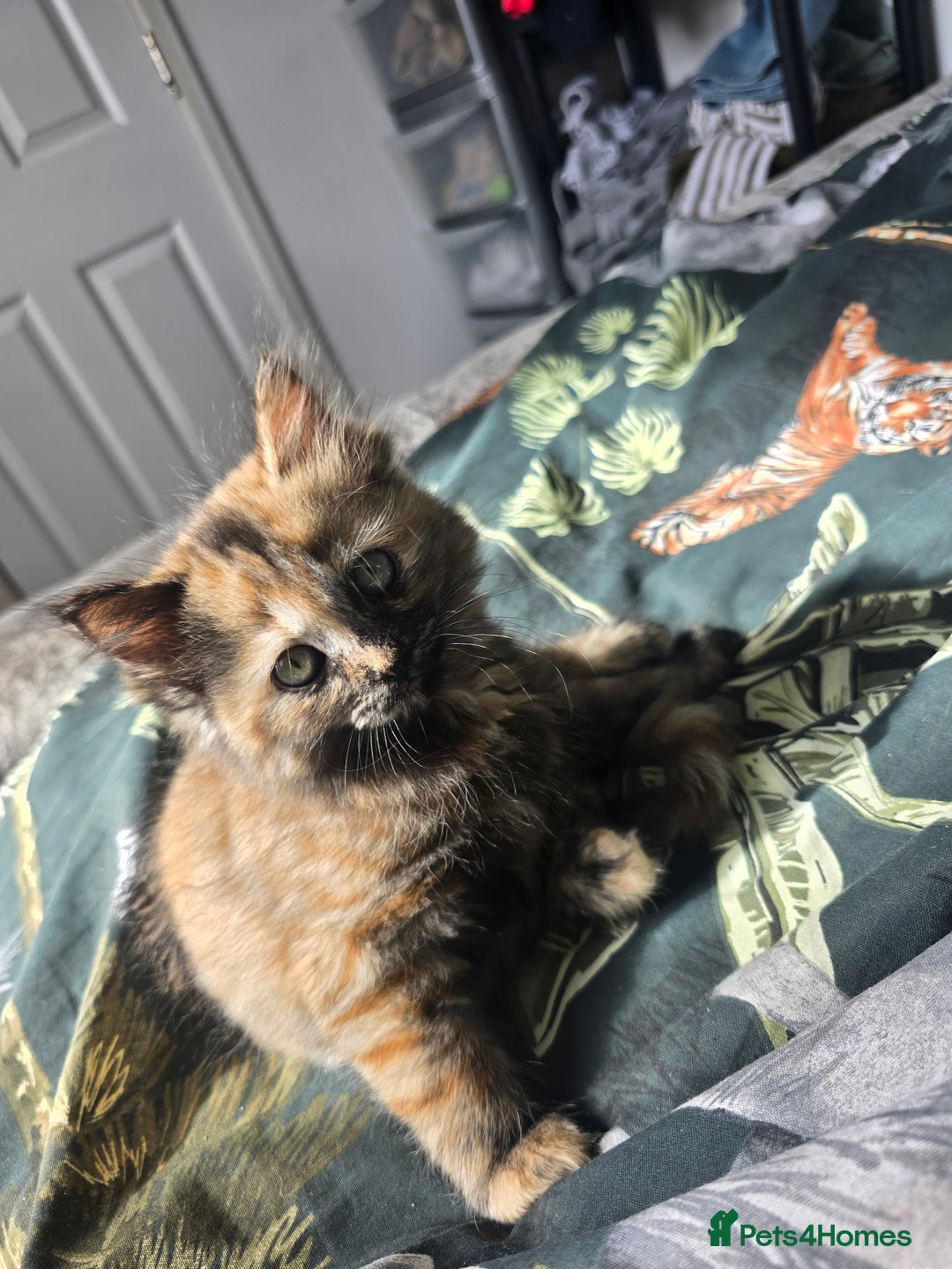 Ragdoll cats for sale: Ragdoll cross kittens - Image 4