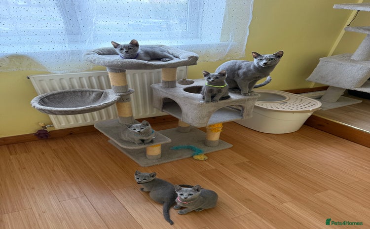 Russian Blue cats - Advert 7