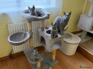 Russian Blue cats - Advert 29