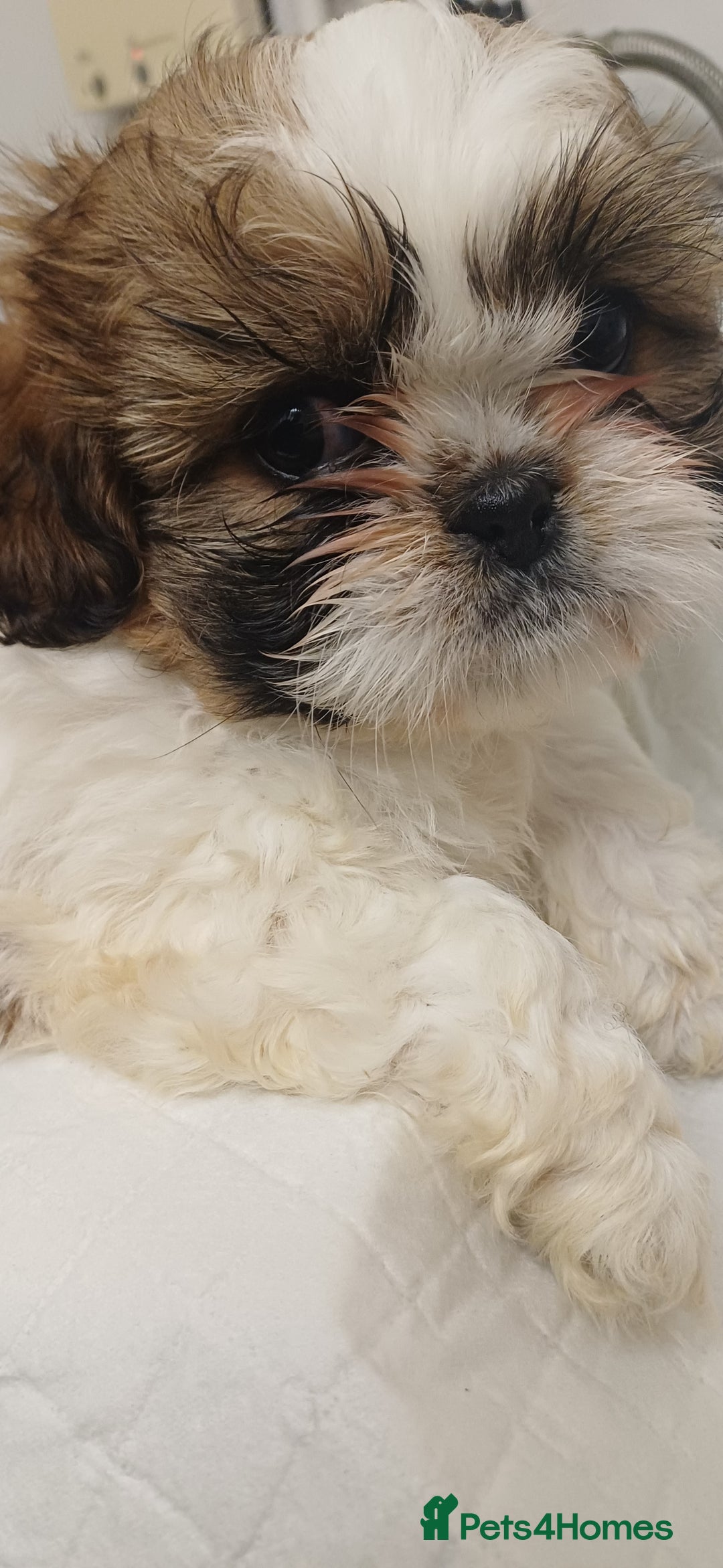 Shih Tzu dogs for sale: 3 lovely girl shih tzu puppies  - Advert 27