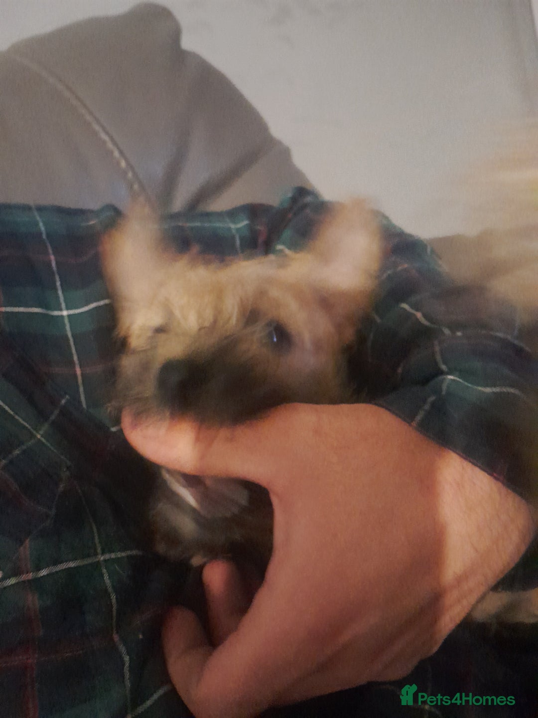 Cairn Terrier dogs for sale: KC registered Cairn terriers - Image 2