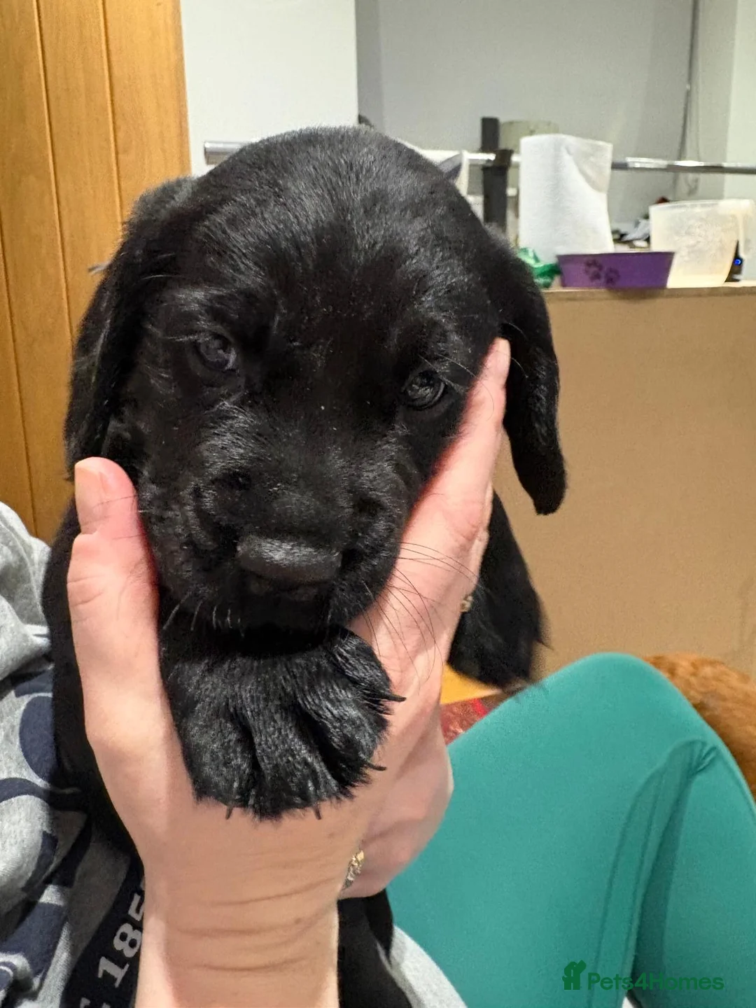 Cockerdor dogs for sale:  5 week old Cockerdor puppies  - Advert 4