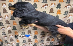 Cocker Spaniel dogs for sale: Chunky show type cocker spaniels  - Image 11