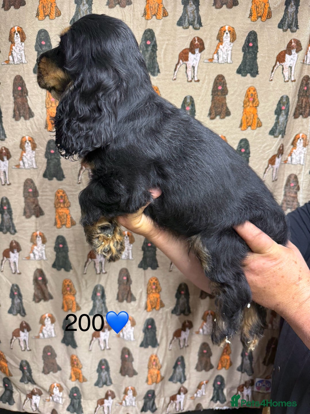 Cocker Spaniel dogs for sale: Chunky show type cocker spaniels  - Image 11