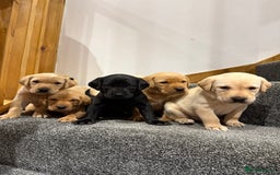 Labrador Retriever dogs for sale: Early Autumn Labrador Puppies - Image 8