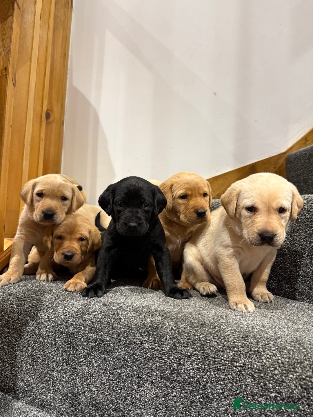 Labrador Retriever dogs for sale: Early Autumn Labrador Puppies - Image 8