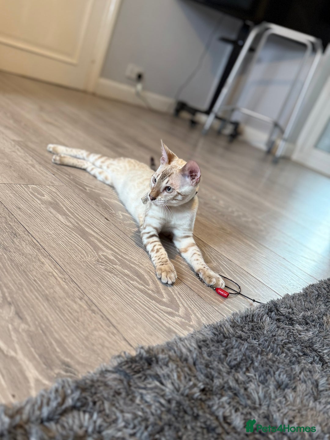 Bengal cats for sale: TICA registered snow lynx Bengal Kittens in Reading - Image 6