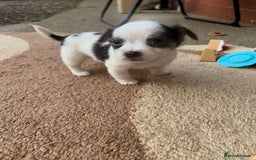 Chihuahua dogs for sale: Adorable Chihuahua Puppies Ready For New Homes - Image 3