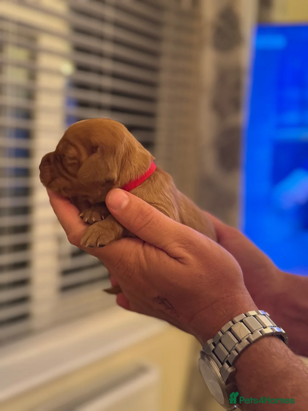 Cocker Spaniel dogs for sale: KC Registered Cocker Spaniel puppies  in Sherborne - Advert 16