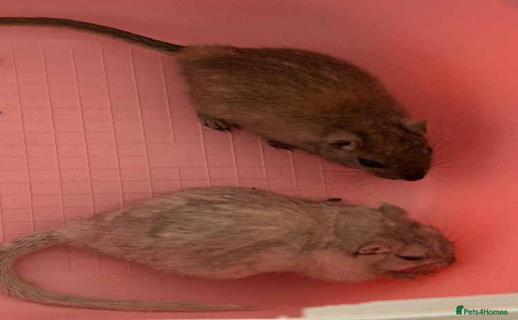 Gerbil rodents - Advert 1