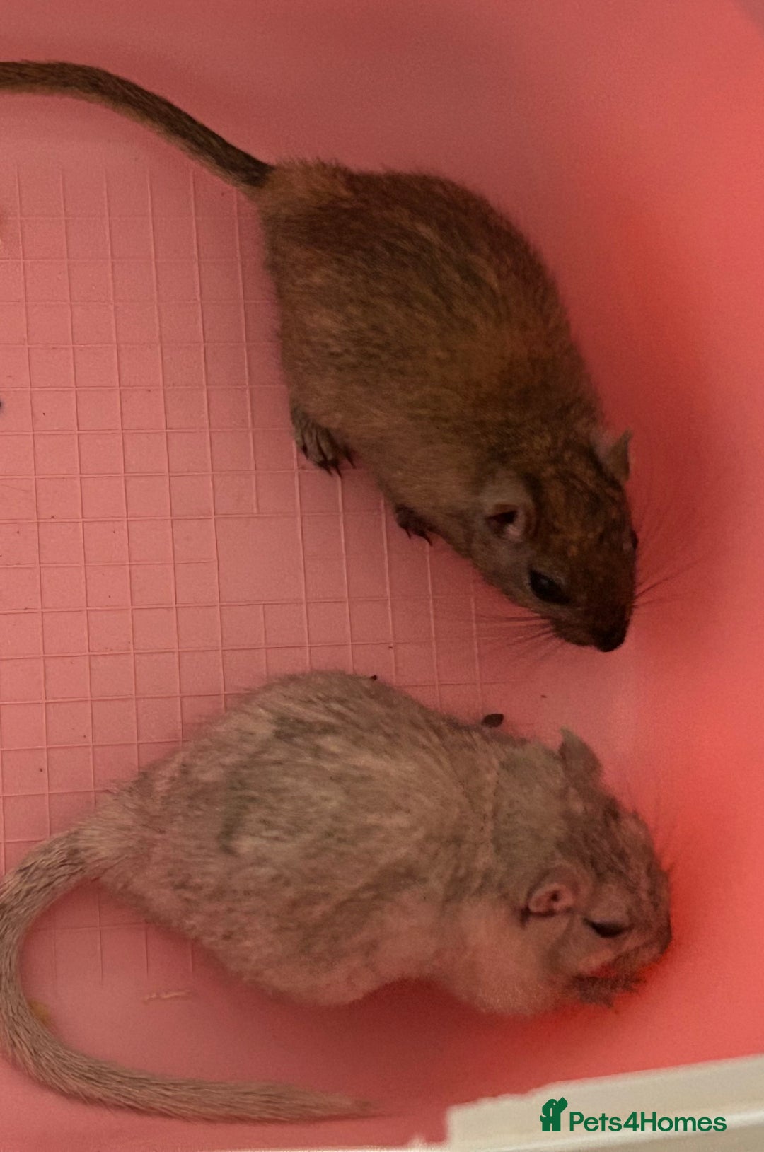 Gerbil rodents for sale: Father and son gerbils looking for a new home  - Image 1