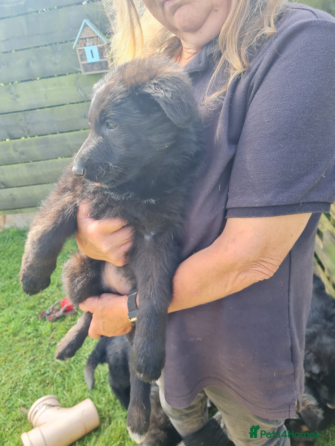 German Shepherd dogs for sale: 1 very large  longhaired Black gsd male . in Lockerbie - Image 14