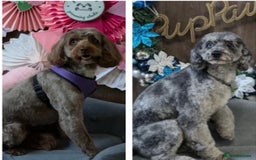 Cockapoo dogs for sale: Mother and daughter looking for new home  - Advert 1