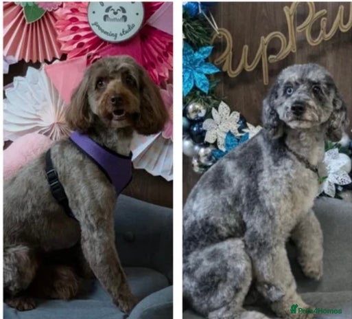 Cockapoo dogs Mother and daughter looking for new home - Advert 1