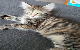 Mixed Breed cats for sale: Last one!!! - Image 7