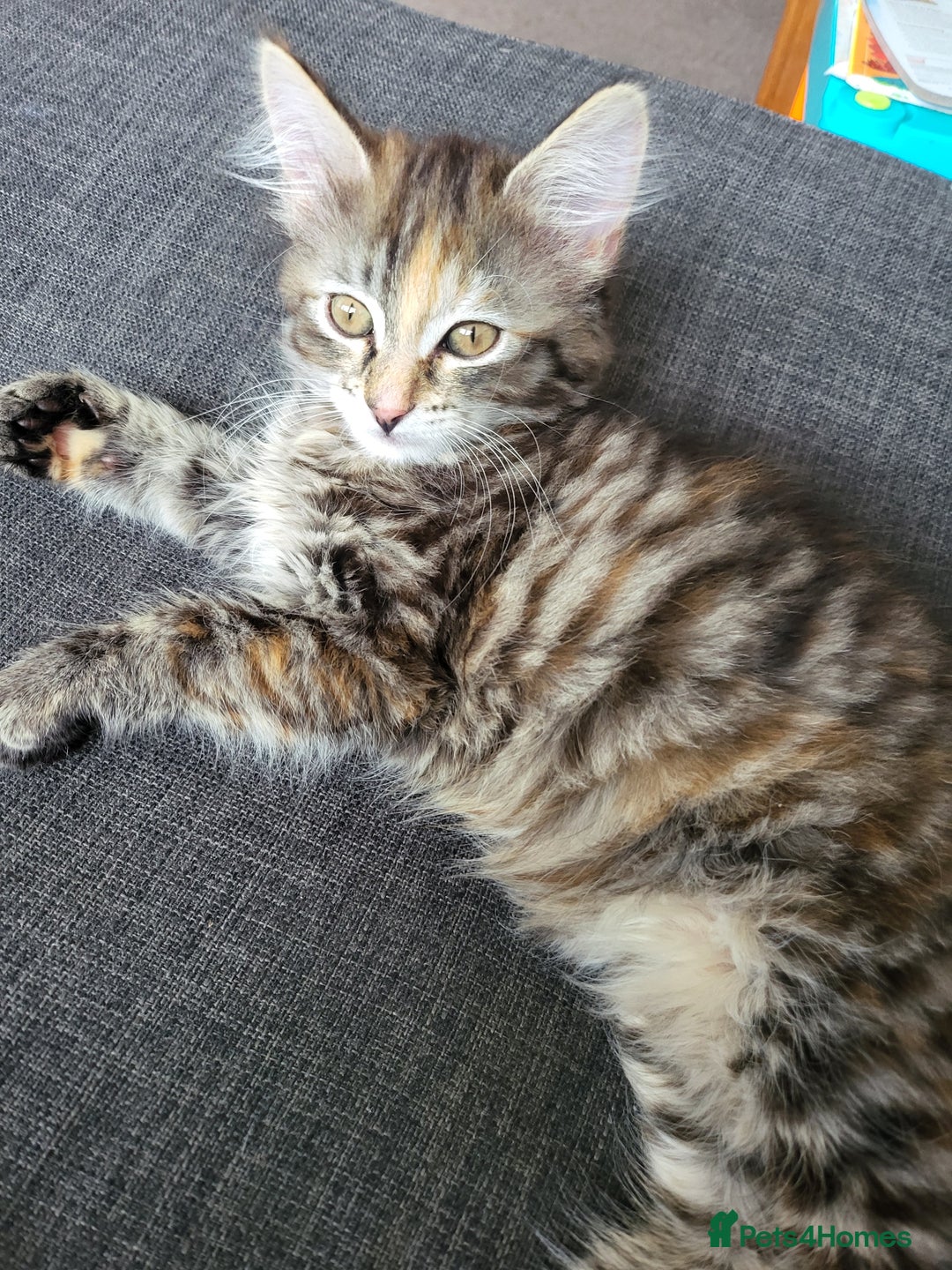 Mixed Breed cats for sale: Last one!!! - Image 7