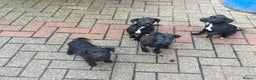 Mixed Breed dogs for sale: 3/4 Patterdale 1/4 Beddlington Pups for sale - Advert 4